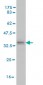 RAB2B Antibody (monoclonal) (M02)